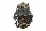 Fossil Nodosaurid (Denversaurus) Tooth - Montana #338909-1